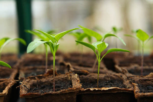 abonnement box mensuelle nature et jardinage