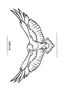 Coloriage aigle CP