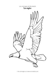 Coloriage aigle facile