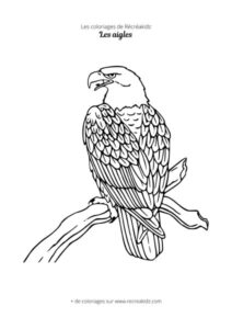 Coloriage aigle réaliste