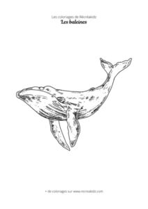 Coloriage de baleine réaliste