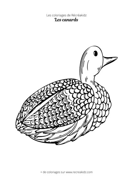 Coloriage canard difficile