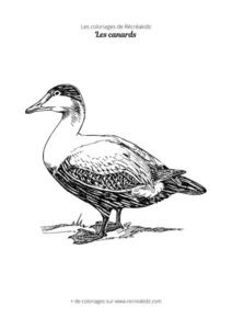 Coloriage de canard réaliste