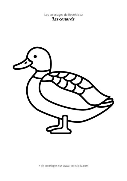 Coloriage de canard simple