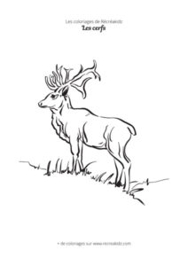 Coloriage cerf pour enfant