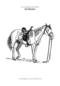 Coloriage de cheval réaliste