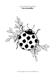 Coloriage de coccinelle difficile