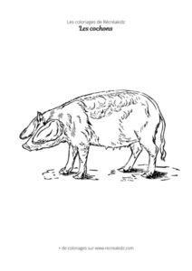 Coloriage de cochon réaliste