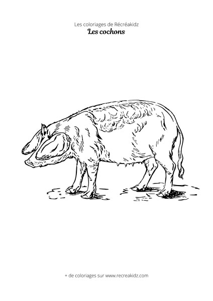 Coloriage de cochon réaliste