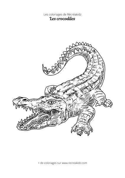 Coloriage crocodile réaliste