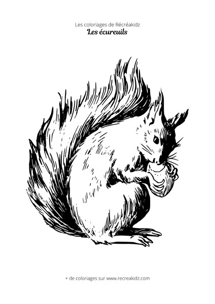 Coloriage d'écureuil avec noisette