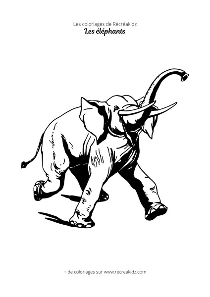 Coloriage éléphant qui charge