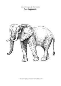 Coloriage éléphant réaliste