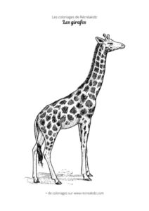 Coloriage de girafe réaliste