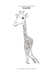 Coloriage de girafe vue du haut