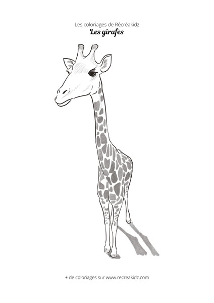 Coloriage de girafe vue du haut