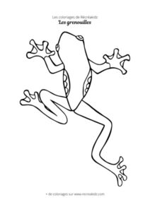 Coloriage de grenouille CP