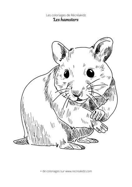 Coloriage de hamster réaliste