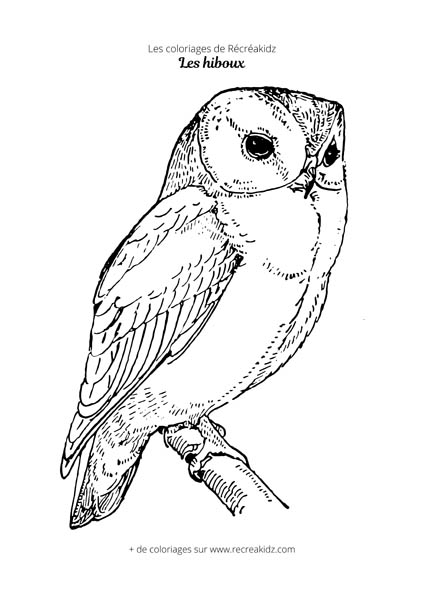 Coloriage de hibou réaliste