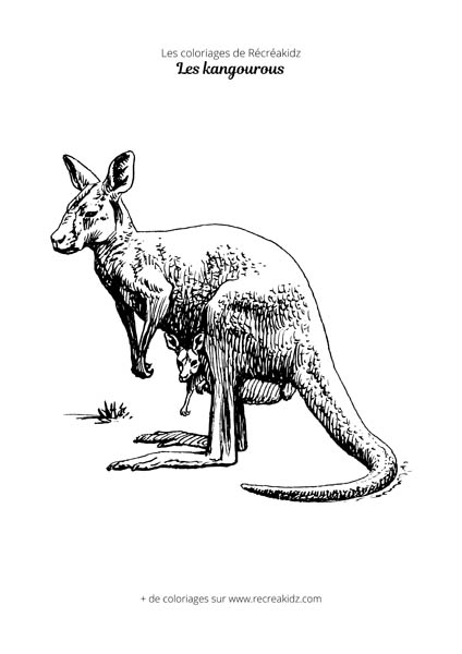 Coloriage de kangourou réaliste