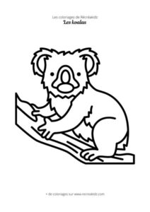 Coloriage koala facile