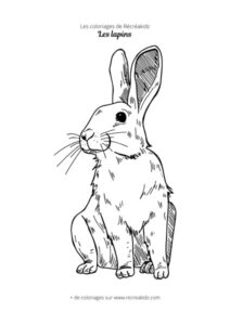 Coloriage de lapin réaliste