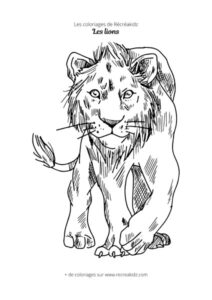 Coloriage lion simple