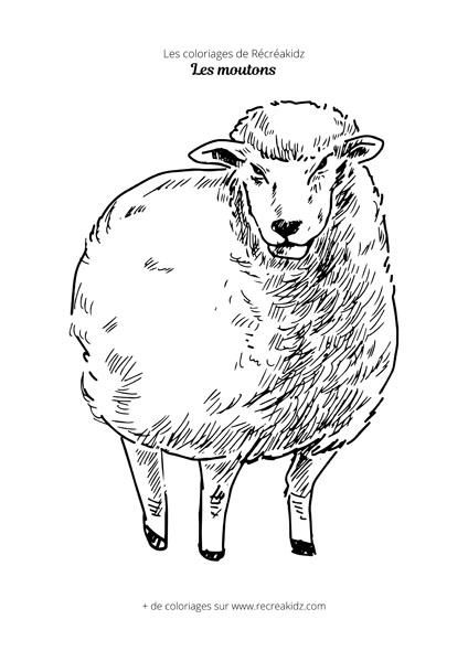 Coloriage mouton de la ferme