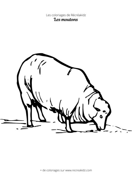 Coloriage de mouton simple