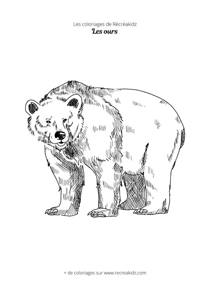 Coloriage d'ours réaliste