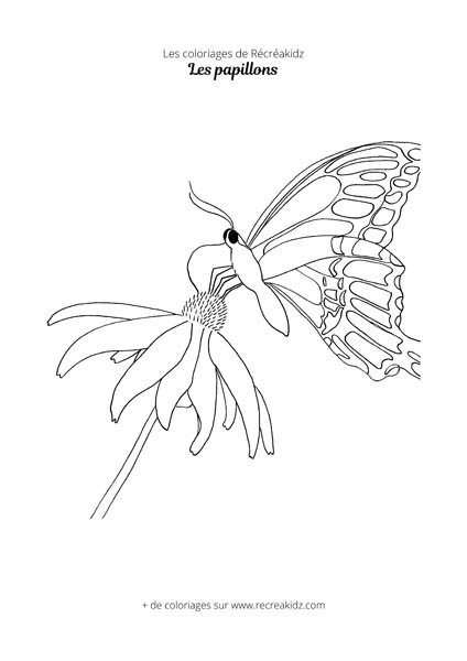 Coloriage de papillon sur une fleur