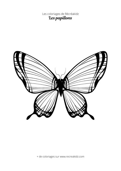 Coloriage de papillon réaliste