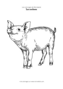 Coloriage de petit cochon mignon