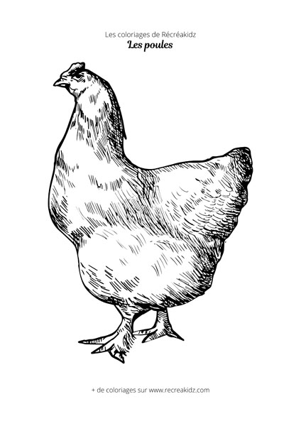 Coloriage poule de la ferme