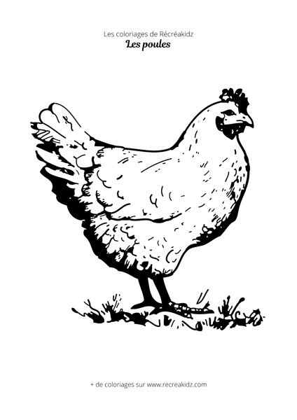 Coloriage de poule réaliste