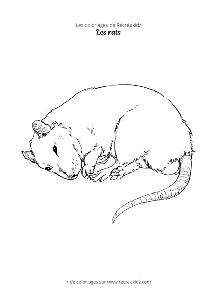 Coloriage de rat réaliste