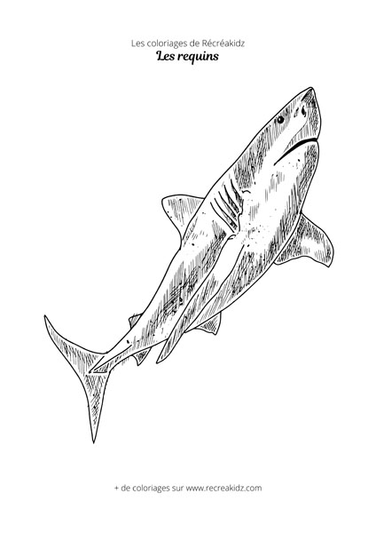 Coloriage de requin blanc