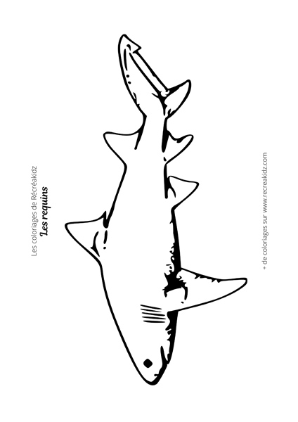 Coloriage requin réaliste