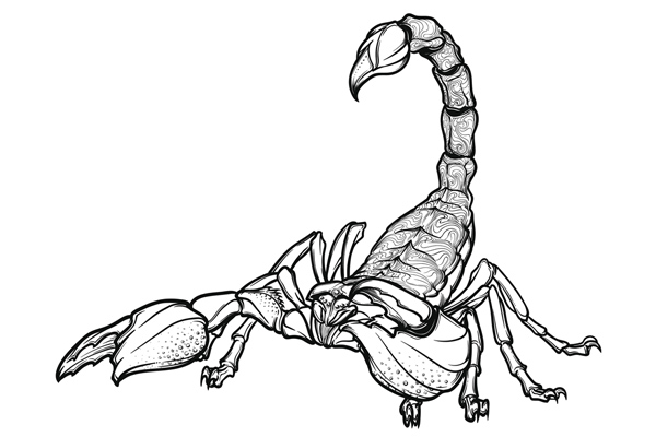 Coloriage scorpion à imprimer
