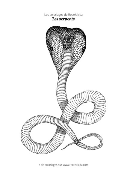 Coloriage de serpent réaliste