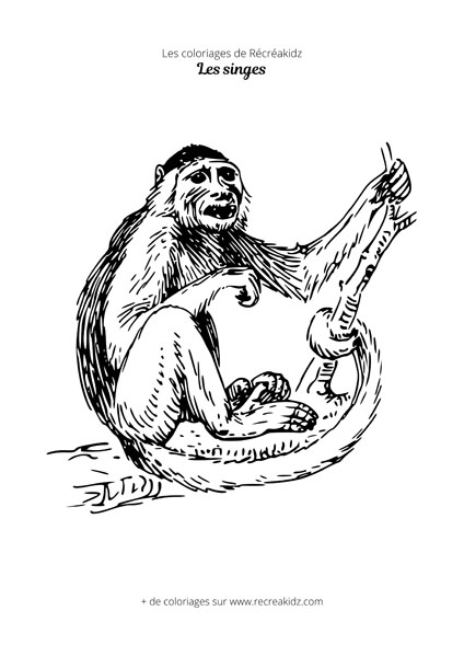 Coloriage de singe réaliste