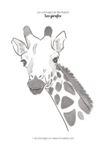 Coloriage de tête de girafe