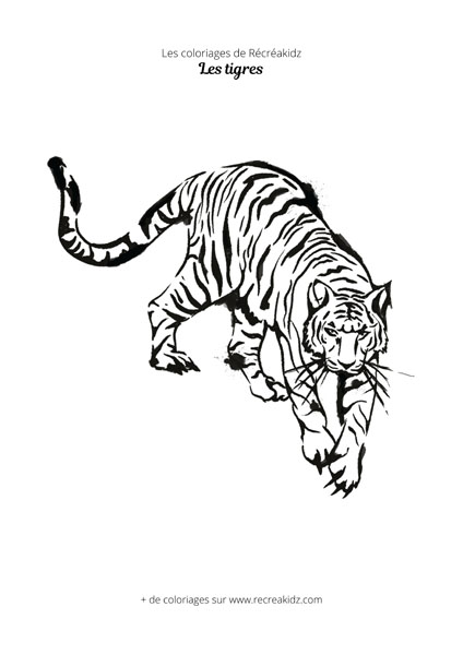 Coloriage de tigre qui marche