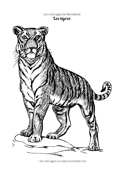 Coloriage de tigre réaliste