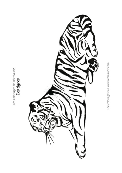 Coloriage tigre simple