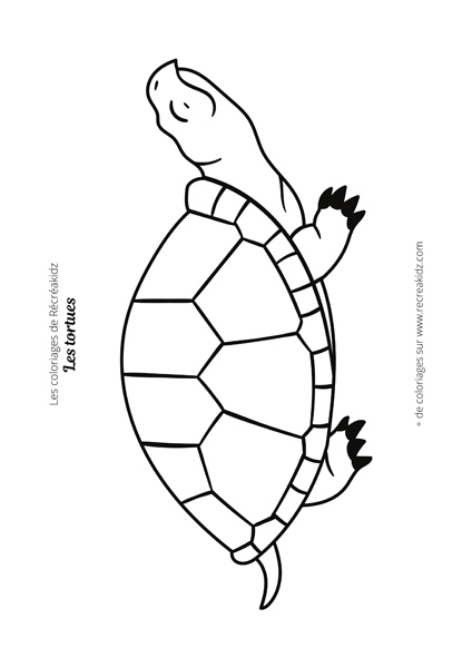 Coloriage tortue CP
