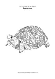 Coloriage de tortue de terre