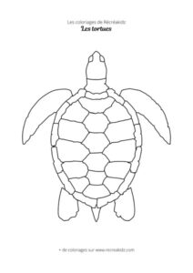 Coloriage de tortue facile