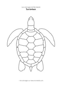 Coloriage de tortue facile