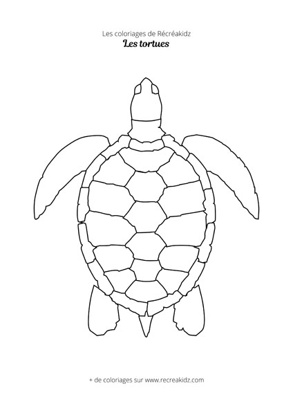 Coloriage de tortue facile